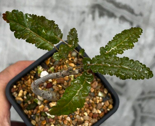 Boswellia asplenifolia x nana 5 seeds