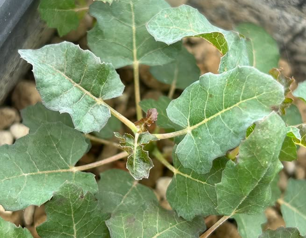 Boswellia occulta 5 seeds