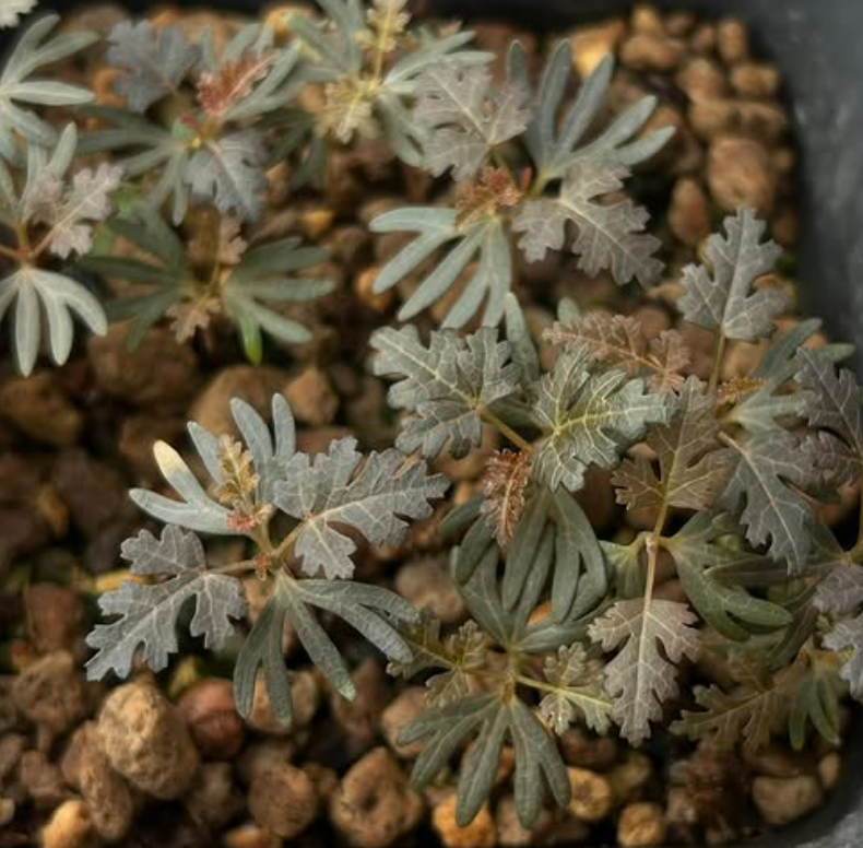 Boswellia socotrana (black leaf) x Boswellia nana 5 seeds