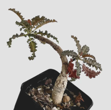 Boswellia popoviana x nana 5 seeds