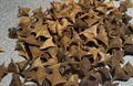 Boswellia neglecta 5 seeds