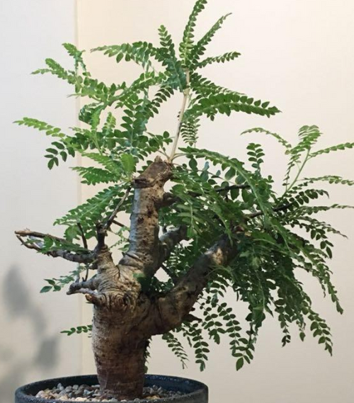 Boswellia neglecta 5 seeds