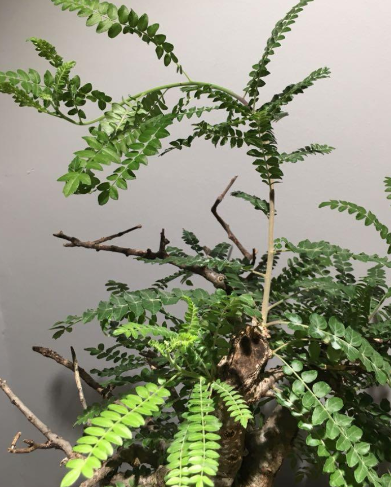 Boswellia neglecta 5 seeds