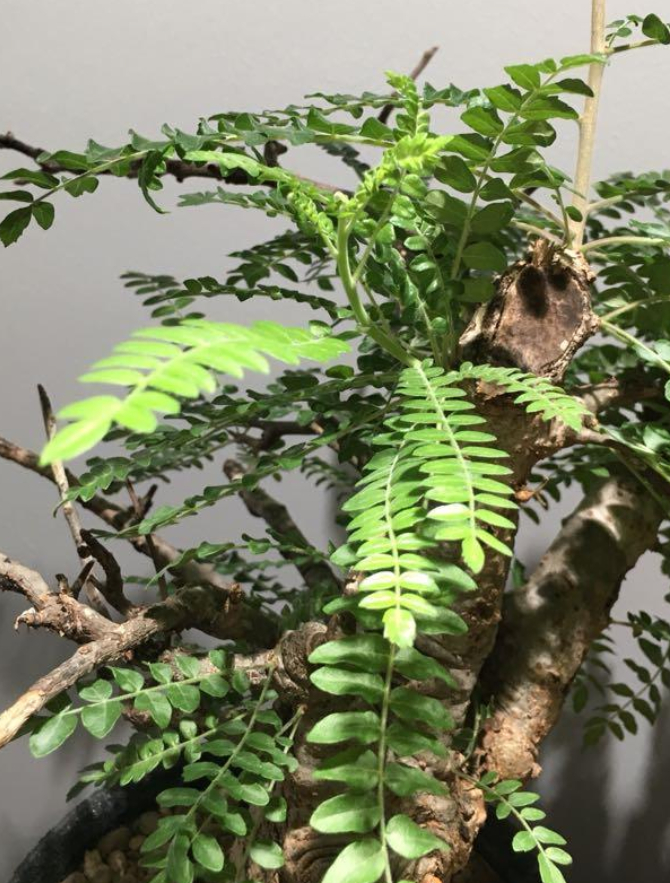 Boswellia neglecta 5 seeds