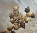 Boswellia rivae 5 seeds