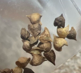 Boswellia rivae 5 seeds