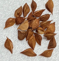 Boswellia papyrifera 5 seeds