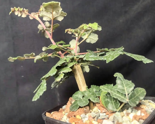 Boswellia papyrifera 5 seeds