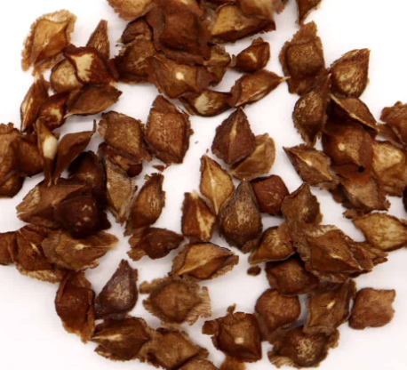 Boswellia nana 5 seeds