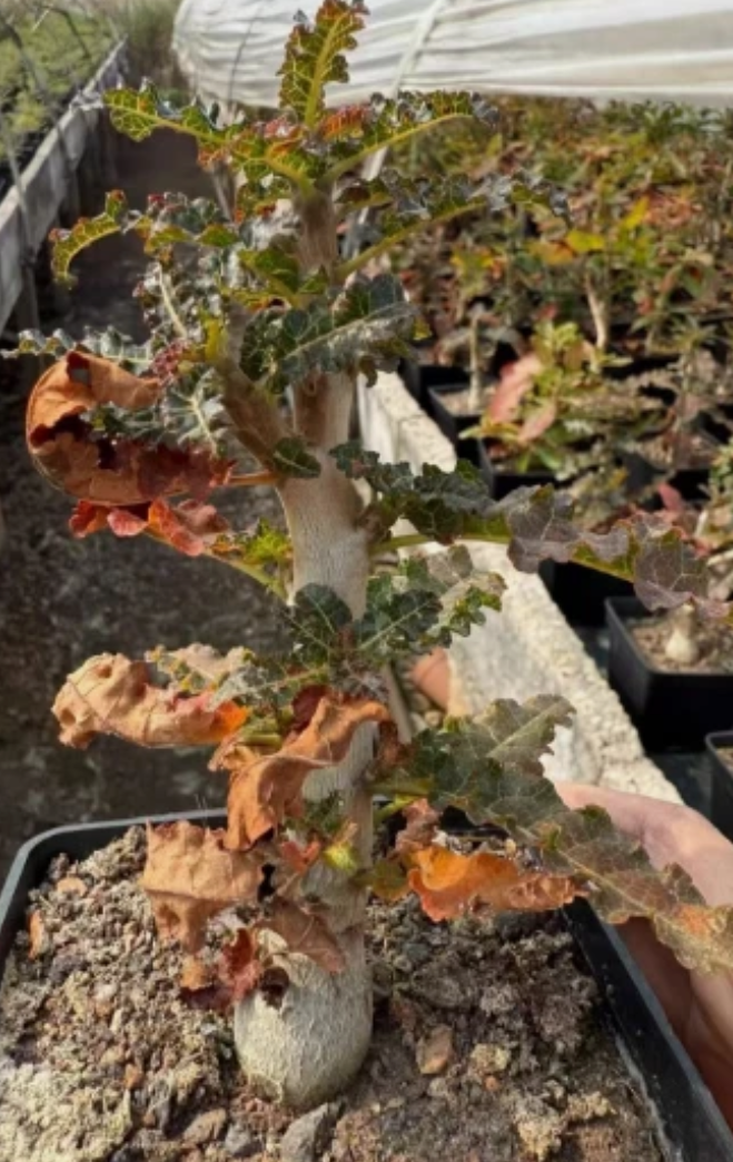 Boswellia nana 5 seeds