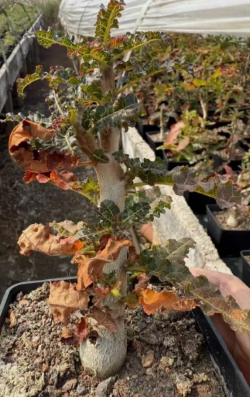 Boswellia nana 5 seeds