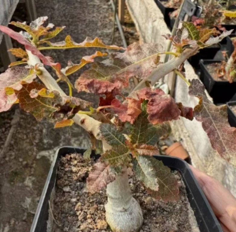 Boswellia nana 5 seeds