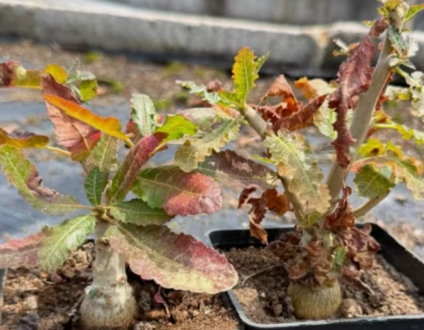 Boswellia nana 5 seeds