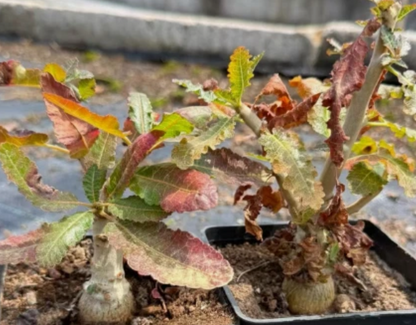 Boswellia nana 5 seeds