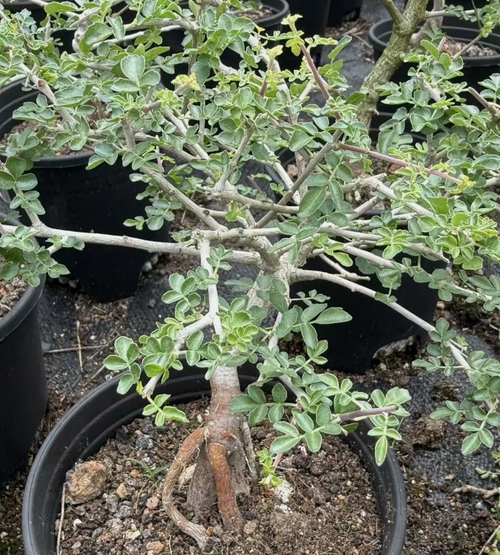 Boswellia rivae 5 seeds