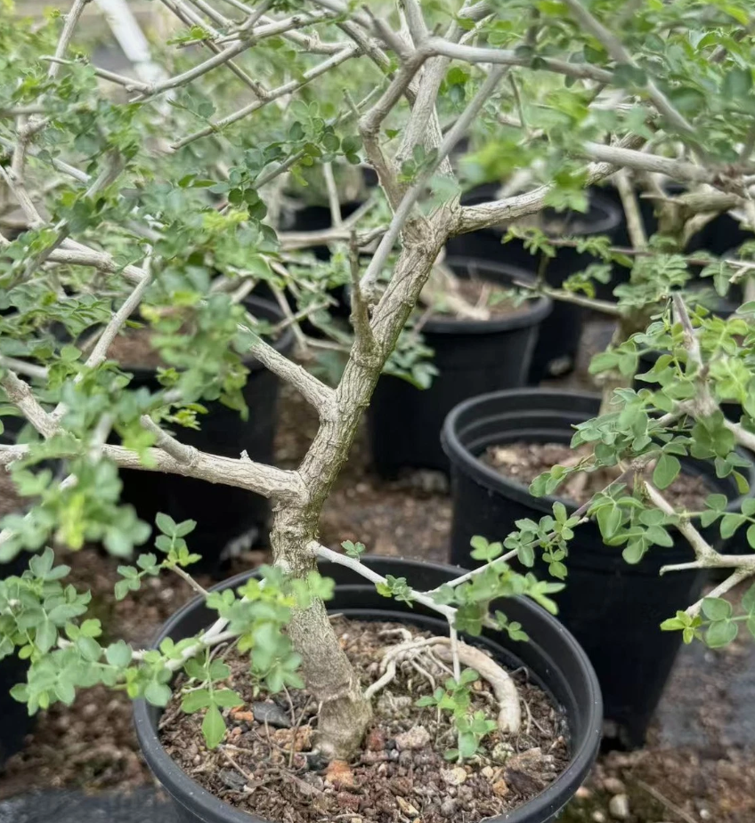 Boswellia rivae 5 seeds