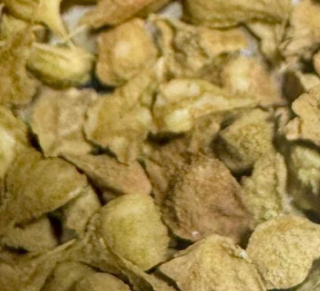 Boswellia occulta 5 seeds