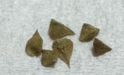 Boswellia occulta 5 seeds