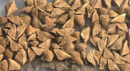 Boswellia sacra 5 seeds