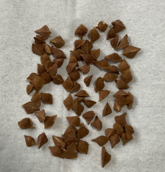 Boswellia sacra 5 seeds