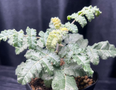Boswellia sacra 5 seeds