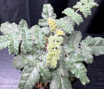 Boswellia sacra 5 seeds