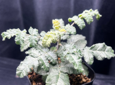 Boswellia sacra 5 seeds