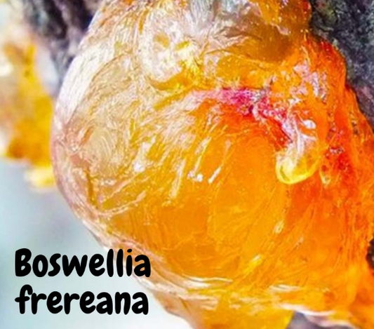 Boswellia frereana 5 seeds