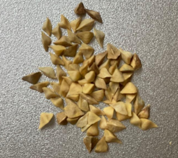 Boswellia frereana 5 seeds