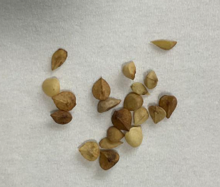 Boswellia socotrana 5 seeds
