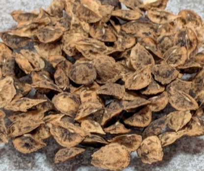 Boswellia socotrana 5 seeds