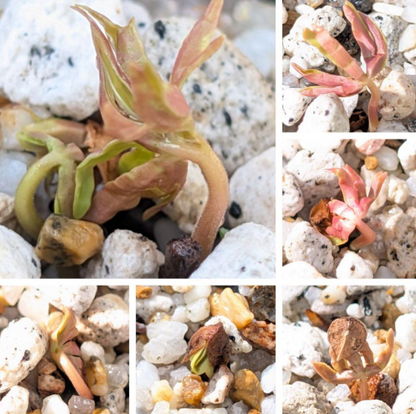 Boswellia socotrana 5 seeds