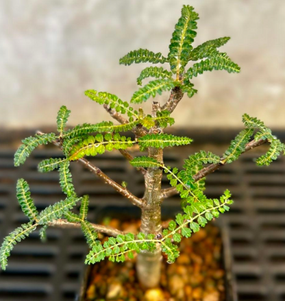 Boswellia socotrana 5 seeds