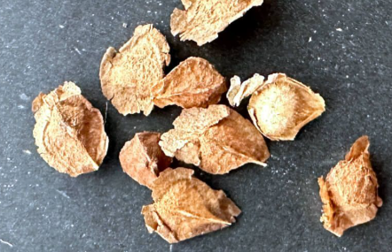 Boswellia asplenifolia x nana 5 seeds