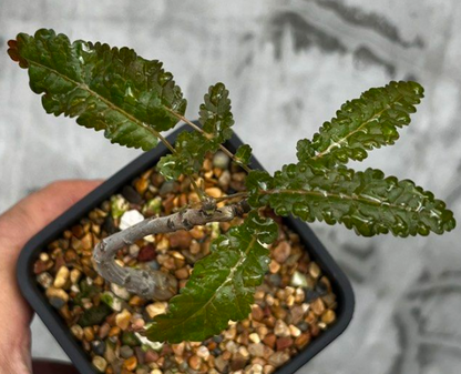 Boswellia asplenifolia x nana 5 seeds