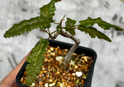 Boswellia asplenifolia x nana 5 seeds