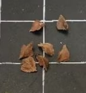 Boswellia samhaensis 3 seeds