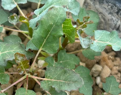 Boswellia occulta 5 seeds