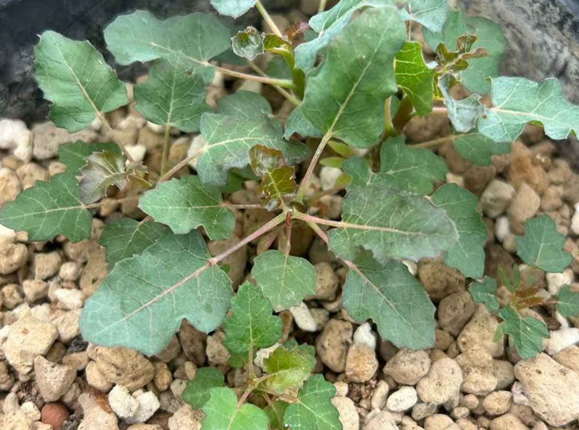 Boswellia occulta 5 seeds