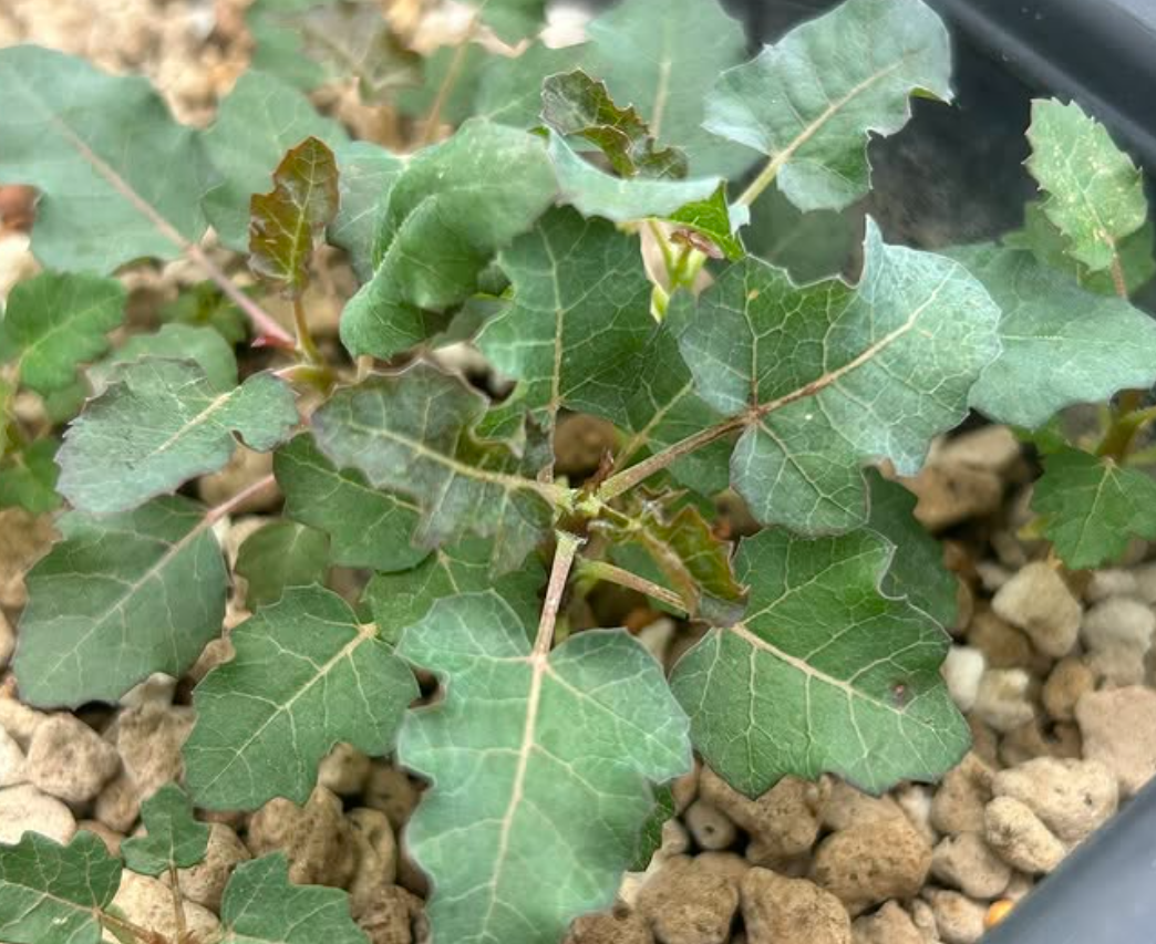 Boswellia occulta 5 seeds