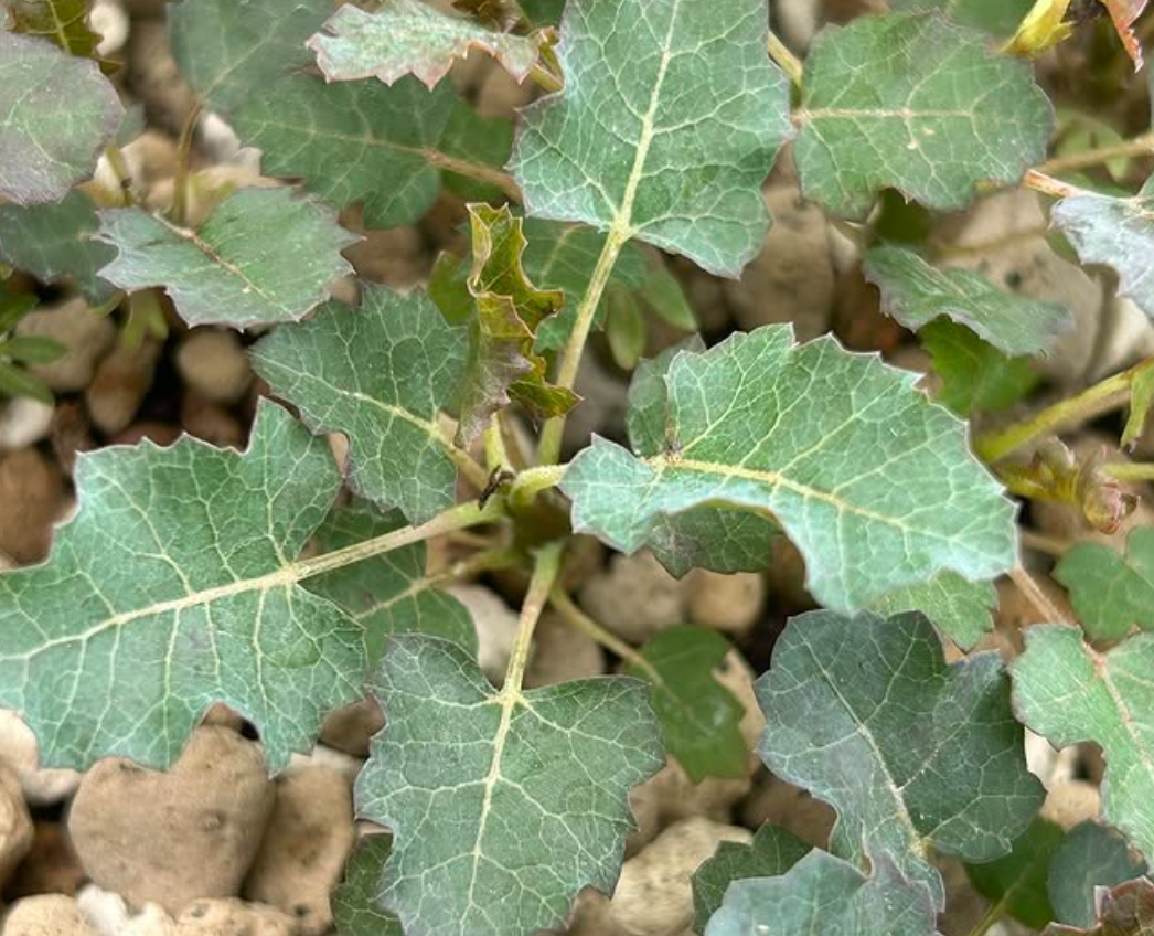 Boswellia occulta 5 seeds