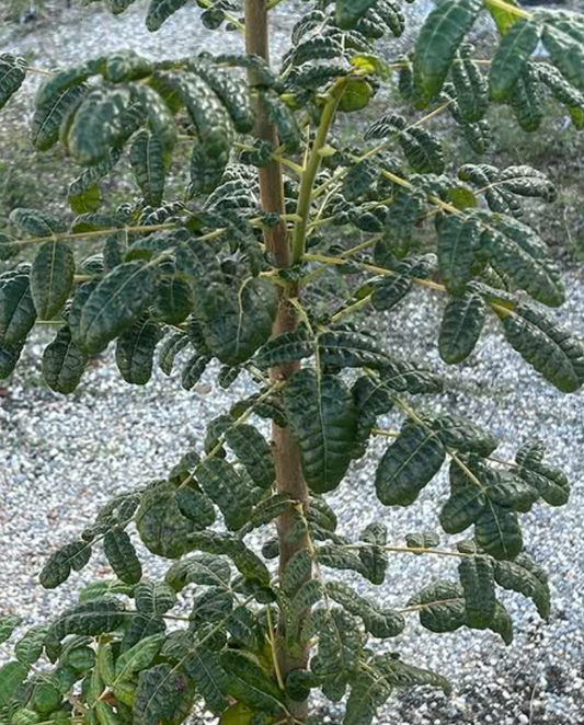 Boswellia oropedionis 5 seeds