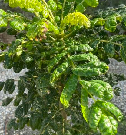 Boswellia oropedionis 5 seeds