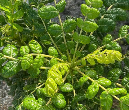Boswellia oropedionis 5 seeds