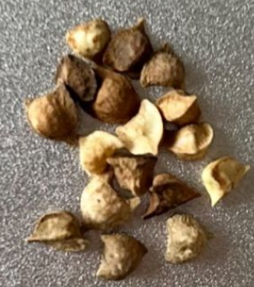 Boswellia oropedionis 5 seeds