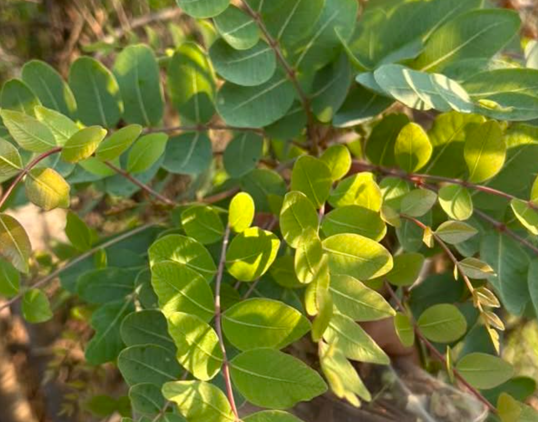 Boswellia ovalifoliolata 5 seeds