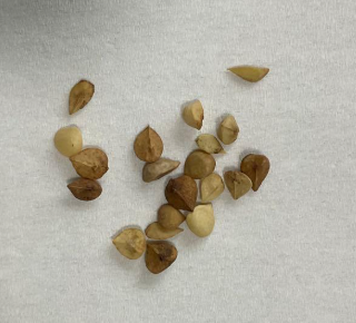 Boswellia socotrana (black leaf) x Boswellia nana 5 seeds