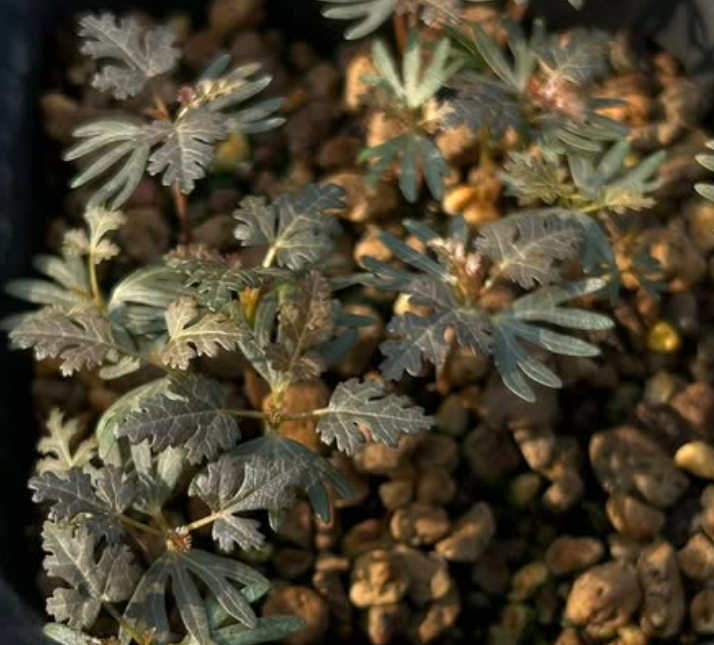 Boswellia socotrana (black leaf) x Boswellia nana 5 seeds
