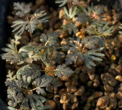 Boswellia socotrana (black leaf) x Boswellia nana 5 seeds