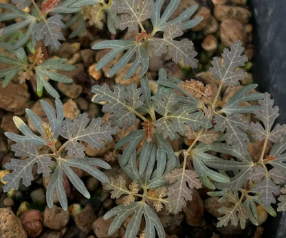 Boswellia socotrana (black leaf) x Boswellia nana 5 seeds